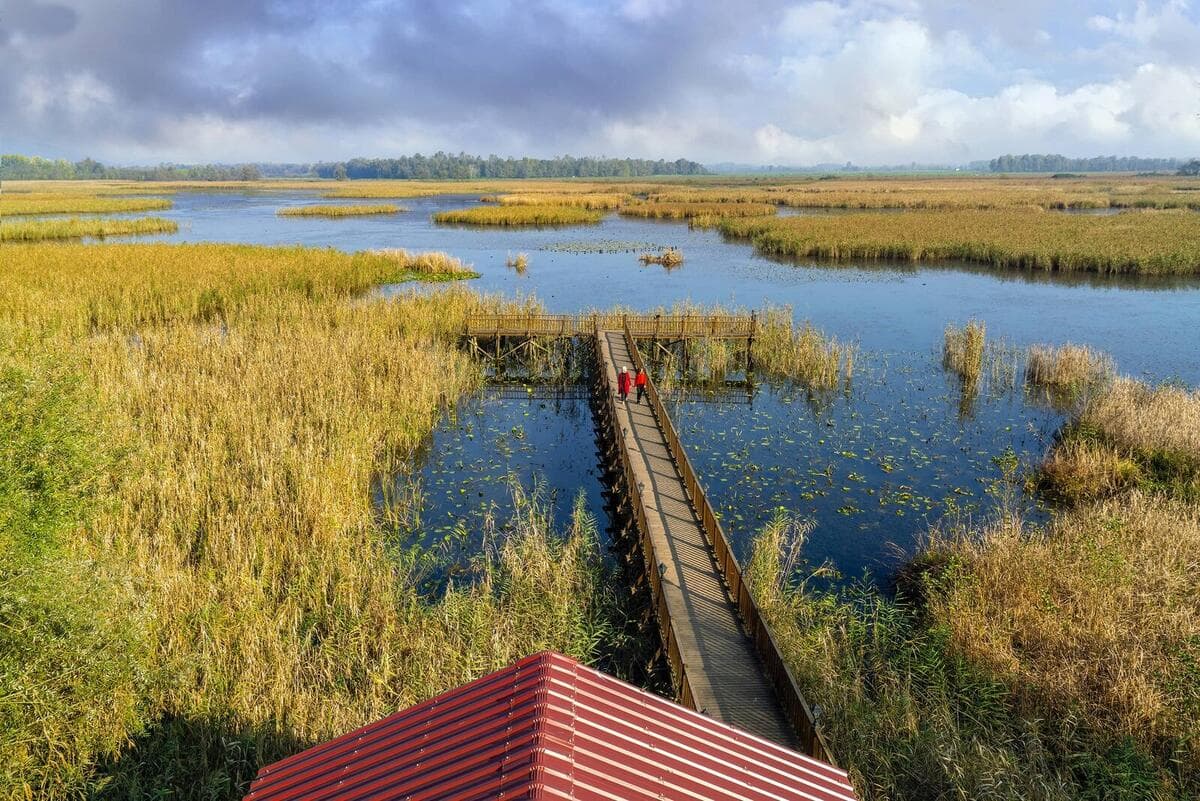 Efteni Lake Bird Sanctuary & Ramsar Wetland